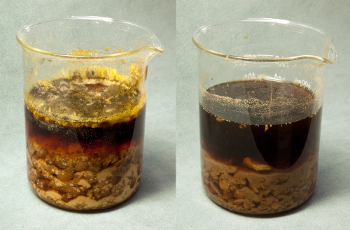 Two gall nut solutions left to macerate for 14 days. On the left, the gall nuts are in water and have developed mold at the surface. On the right, the gall nuts are soaking in white wine.
